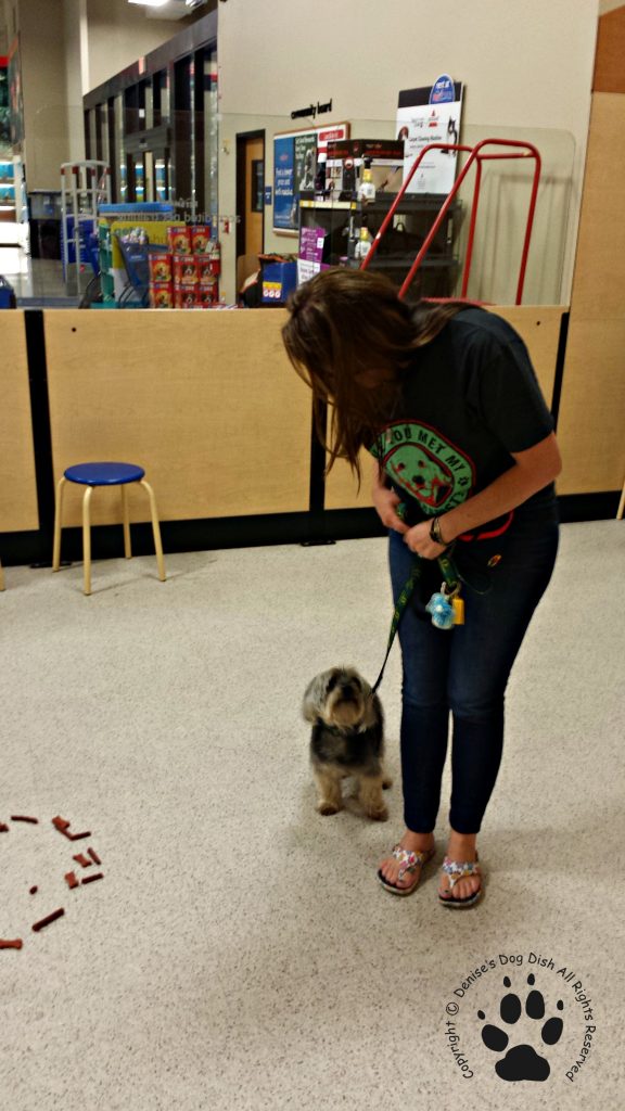 free puppy classes at petsmart rescue journal petsmart dishdog dish free puppy classes at petsmart rescue journal petsmart dishdog dish