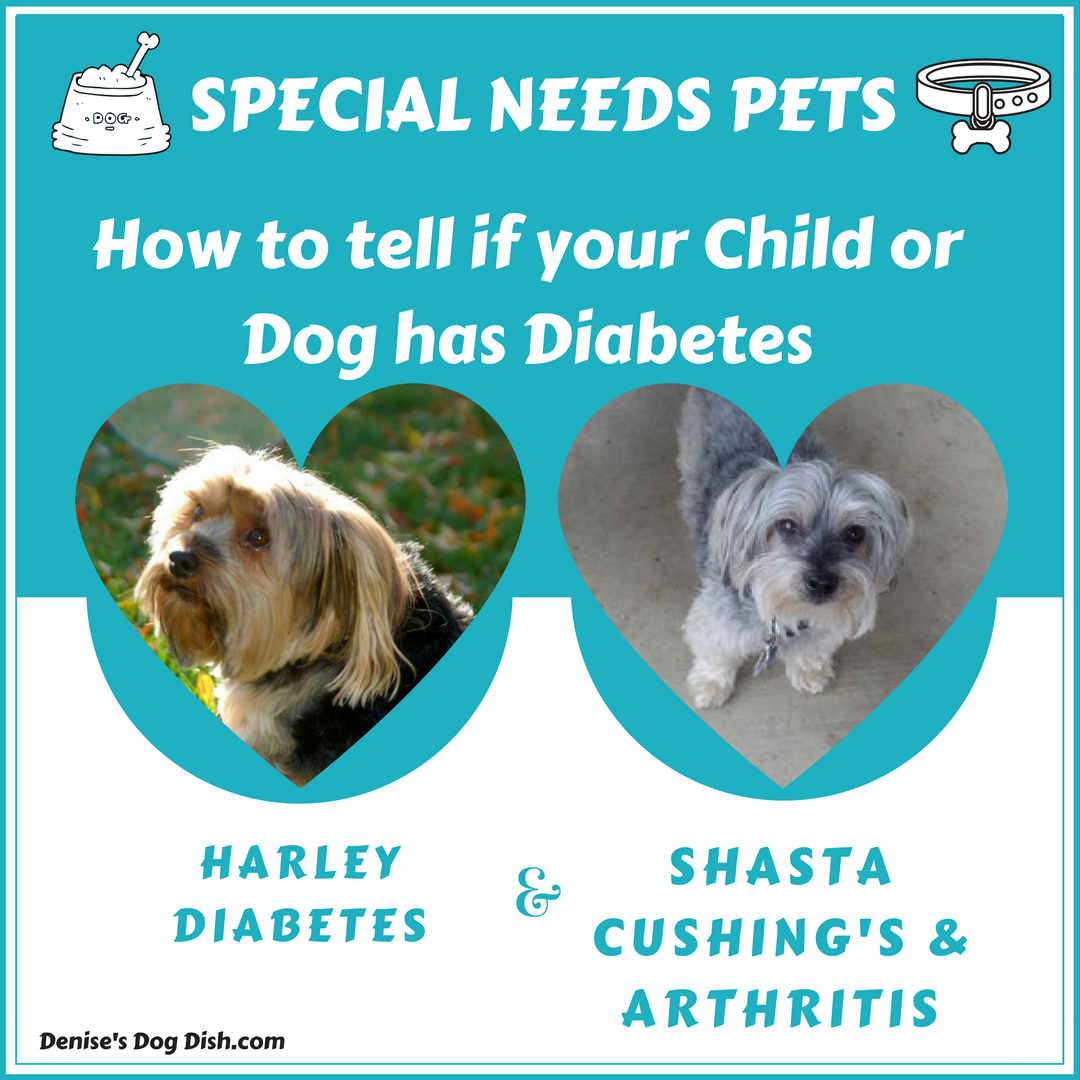 special needs dogs how to tell if your child or has diabetes s dishdenise s dish special needs dogs how to tell if your child or has diabetes s dishdenise s dish