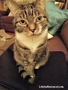 Lola the Rescued Cat